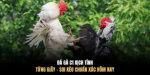 Đá Gà C1 Kịch Tính Từng Giây - Soi Kèo Chuẩn Xác Hôm Nay