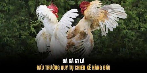 Đá gà C1 là đấu trường quy tụ chiến kê hàng đầu