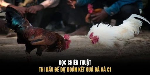 Đọc chiến thuật thi đấu để dự đoán kết quả đá gà C1