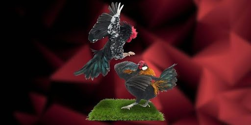 Đá gà trực tiếp J88 mang lại trải nghiệm theo dõi chân thực