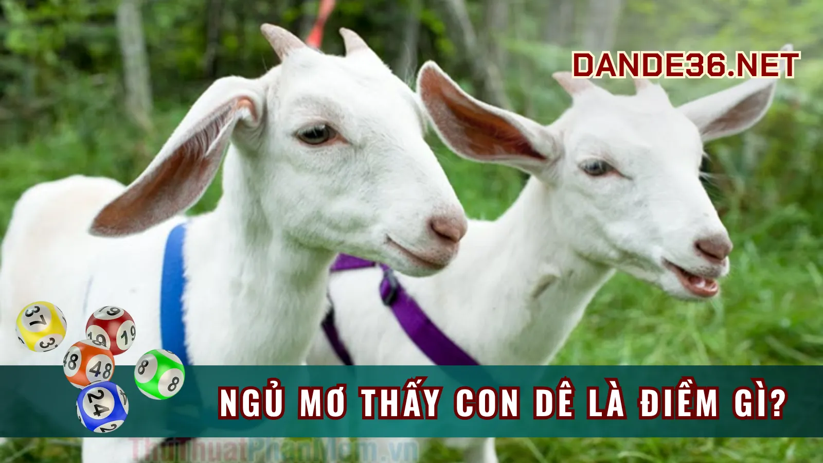 Ý Nghĩa Tâm Linh Khi Ngủ Mơ Thấy Con Dê